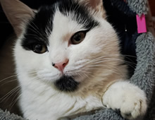 我家的猫糖糖